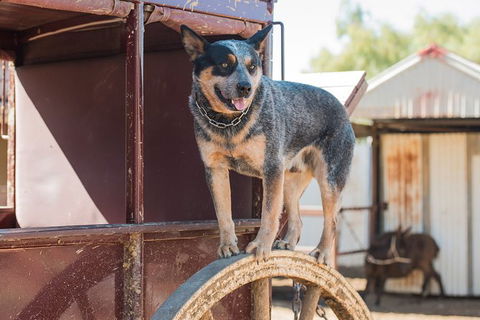 Cobb And Co Stagecoach Experience - Northern Rivers Accommodation 3