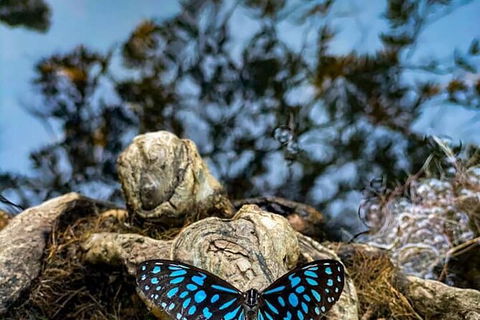 Chasing Waterfalls In The Whitsunday\'s Full Day Tour - Northern Rivers Accommodation 12