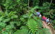 World Heritage Highlights: Reef/Daintree/Cape Tribulation - thumb 3
