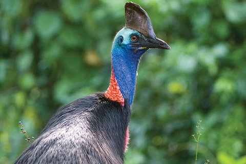 5 Day Australia Retreat: Queensland Daintree - Northern Rivers Accommodation 1