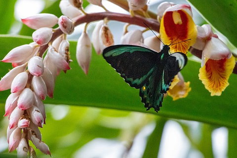 Australian Butterfly Sanctuary- Virtual Interactive Tour With Private Guide - Northern Rivers Accommodation 0