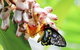 Australian Butterfly Sanctuary- Virtual Interactive Tour With Private Guide - thumb 7