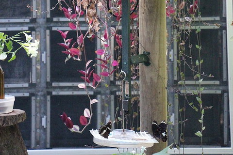 Australian Butterfly Sanctuary- Virtual Interactive Tour With Private Guide - Northern Rivers Accommodation 6