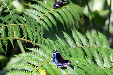 Australian Butterfly Sanctuary- Virtual Interactive Tour With Private Guide - Northern Rivers Accommodation 3