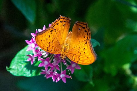 Australian Butterfly Sanctuary- Virtual Interactive Tour With Private Guide - Northern Rivers Accommodation 1