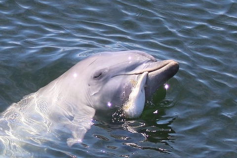 Kayak Tour In Adelaide Dolphin Sanctuary - Northern Rivers Accommodation 6