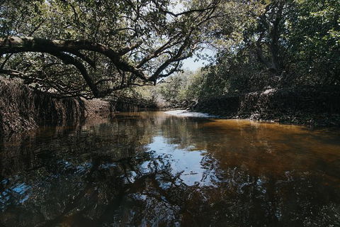 Kayak Tour In Adelaide Dolphin Sanctuary - Northern Rivers Accommodation 1