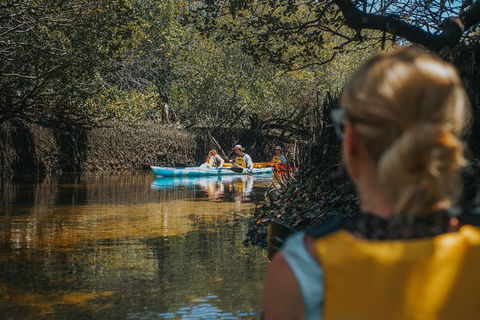 Kayak Tour In Adelaide Dolphin Sanctuary - Northern Rivers Accommodation 7