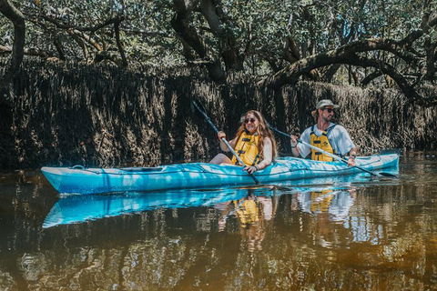 Kayak Tour In Adelaide Dolphin Sanctuary - Northern Rivers Accommodation 0