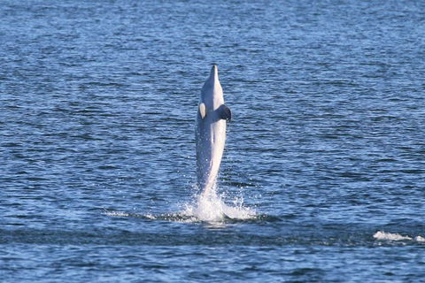 Kayak Tour In Adelaide Dolphin Sanctuary - Northern Rivers Accommodation 3