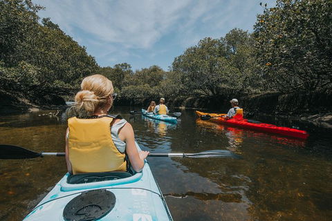 Kayak Tour In Adelaide Dolphin Sanctuary - Northern Rivers Accommodation 5