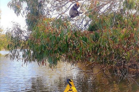Kangaroo Island Self-Guided Kayaking On The Harriet River - Northern Rivers Accommodation 5