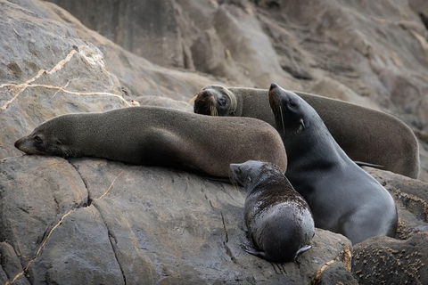 Kangaroo Island Ocean Safari - Snorkeling Safari - Northern Rivers Accommodation 7