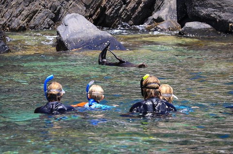 Kangaroo Island Ocean Safari - Snorkeling Safari - Northern Rivers Accommodation 4