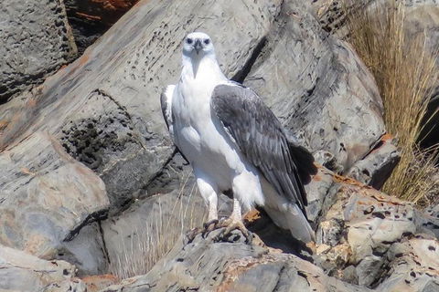 Kangaroo Island Ocean Safari - Snorkeling Safari - Northern Rivers Accommodation 2