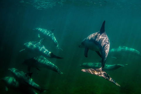 Kangaroo Island Ocean Safari - Snorkeling Safari - Northern Rivers Accommodation 1