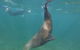 Kangaroo Island Ocean Safari - Snorkeling Safari - thumb 6