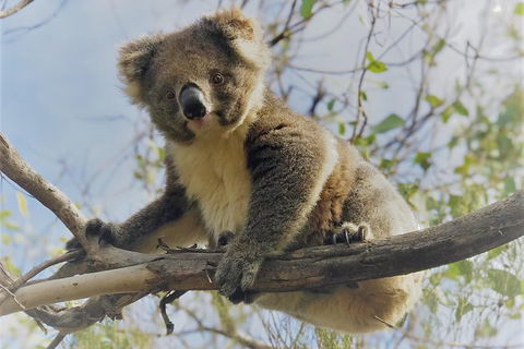 Kangaroo Island Scenic Trail Tour - Northern Rivers Accommodation 2