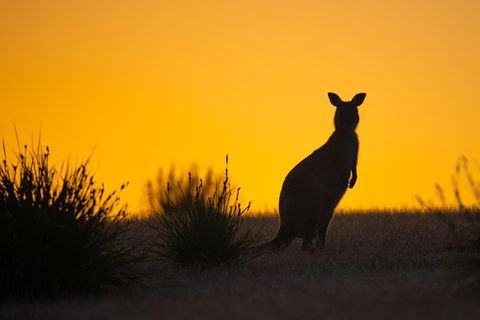 Kangaroo Island Luxury Small Group \'Flinders Chase Focus\' Full Day Tour - Northern Rivers Accommodation 4
