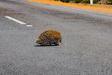 Kangaroo Island Luxury Small Group \'Flinders Chase Focus\' Full Day Tour - Northern Rivers Accommodation 7