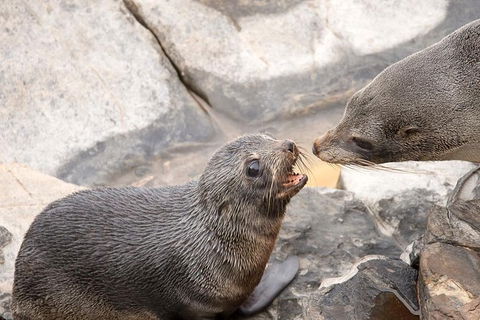 Kangaroo Island Luxury Small Group \'Flinders Chase Focus\' Full Day Tour - Northern Rivers Accommodation 5