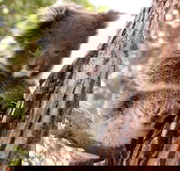 Kangaroo Island Luxury Small Group 'Island Life' Full Day Tour - Northern Rivers Accommodation