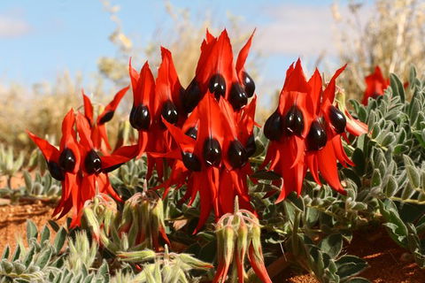 Flinders Ranges & Outback 5 Day Small Group 4WD Eco Tour - Northern Rivers Accommodation 4