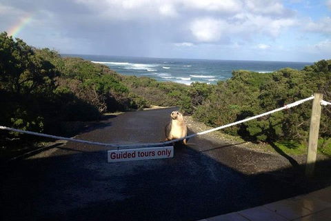Kangaroo Island 4WD - Seal Bay - Northern Rivers Accommodation 1