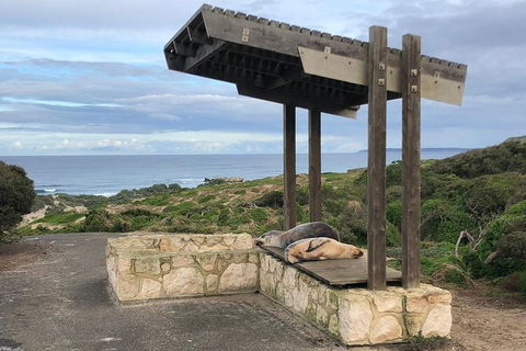 Kangaroo Island 4WD - Seal Bay - Northern Rivers Accommodation 3