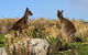Kangaroo Island 4WD - Seal Bay - thumb 4