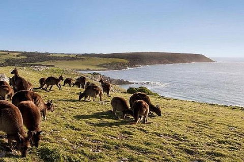 Kangaroo Island Personal Group Tours - Northern Rivers Accommodation 4