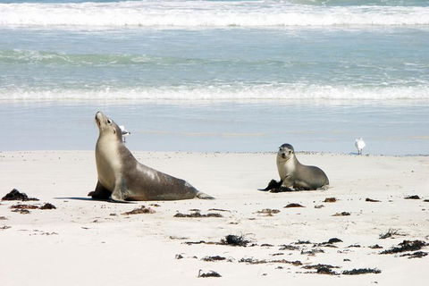 Kangaroo Island Personal Group Tours - Northern Rivers Accommodation 0