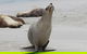 Kangaroo Island Personal Group Tours - thumb 1