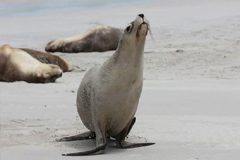 Kangaroo Island Personal Group Tours - Northern Rivers Accommodation 1