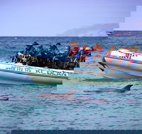 Kangaroo Island 75-Minute Ocean Safari - Northern Rivers Accommodation