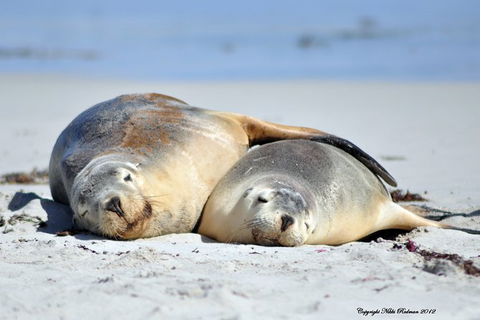 NEW TOUR - Kangaroo Island Road To Recovery Tour (1 Day/1 Night) - Northern Rivers Accommodation 3