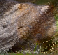 Cradle Mountain Wildlife Spotting after Dark - Northern Rivers Accommodation