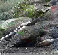 After Dark Tasmanian Devil Feeding Tour at Cradle Mountain - Northern Rivers Accommodation