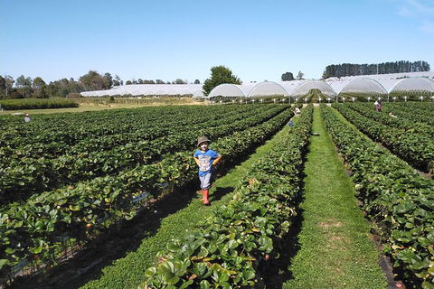 Tamar Valley Food And Wine Boutique Tours - Northern Rivers Accommodation 21