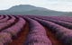 Tamar Valley Food And Wine Boutique Tours - thumb 1