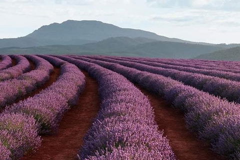 Tamar Valley Food And Wine Boutique Tours - Northern Rivers Accommodation 1