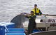Afternoon Gordon River Dinner Cruise - Departing 3pm - thumb 3