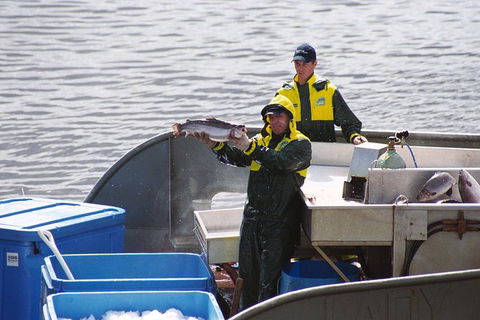 Afternoon Gordon River Dinner Cruise - Departing 3pm - Northern Rivers Accommodation 3