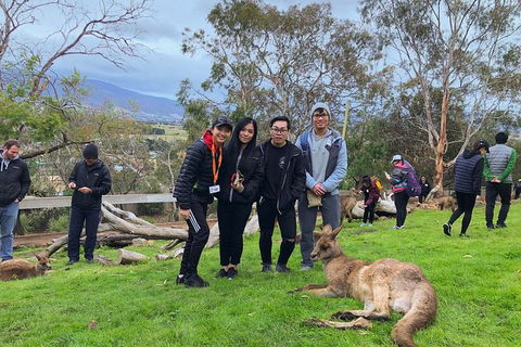 Bonorong Wildlife Volunteer Tour - Northern Rivers Accommodation 1