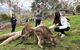 Bonorong Wildlife Volunteer Tour - thumb 3