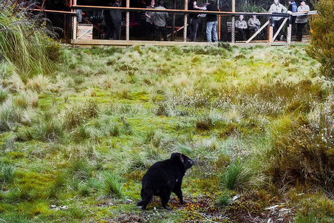 1-Hour Tasmanian Devil Feeding Day Tour At Cradle Mountain - Northern Rivers Accommodation 4