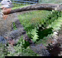 1-Hour Tasmanian Devil Feeding Day Tour at Cradle Mountain - Northern Rivers Accommodation