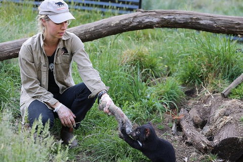 1-Hour Tasmanian Devil Feeding Day Tour At Cradle Mountain - Northern Rivers Accommodation 0