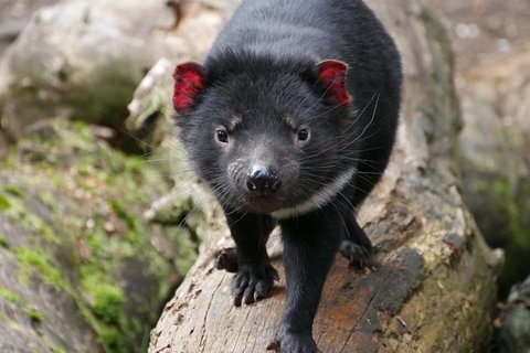 1-Hour Tasmanian Devil Feeding Day Tour At Cradle Mountain - Northern Rivers Accommodation 1