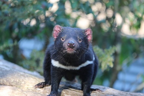 1-Hour Tasmanian Devil Feeding Day Tour At Cradle Mountain - Northern Rivers Accommodation 5
